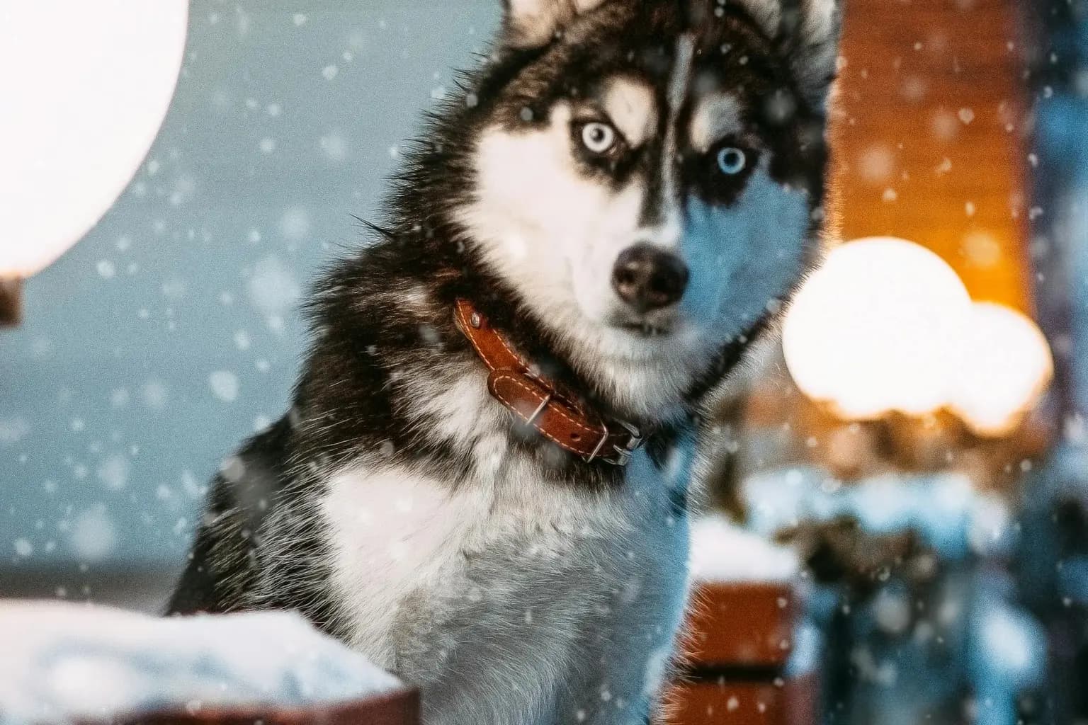 Chien doux et expressif qui attend une famille, ambiance refuge