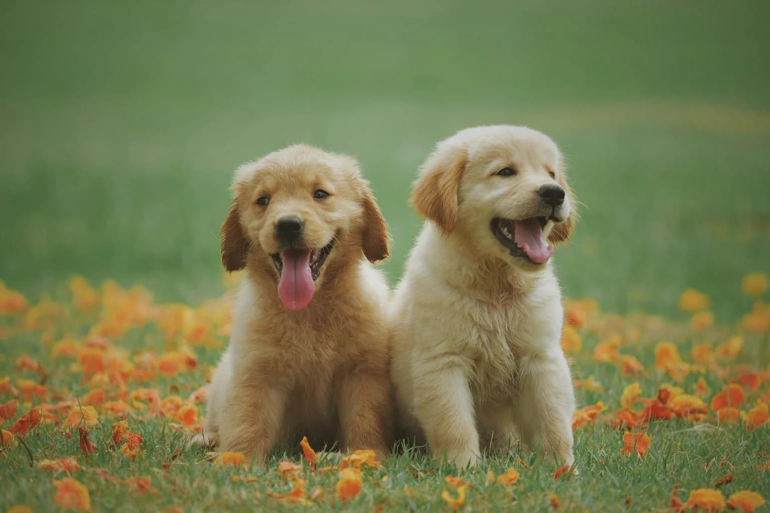 Chien adulte attentif et confiant en complicité avec son humain
