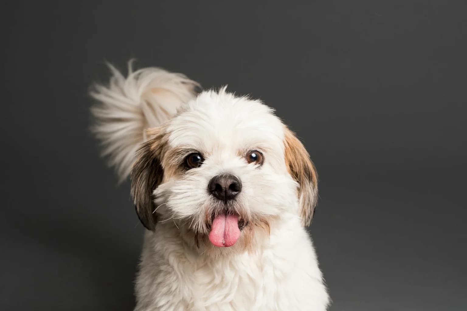Chien attentif qui suit un ordre, complicité avec son humain